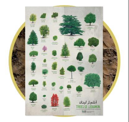 Picture of Tree Poster